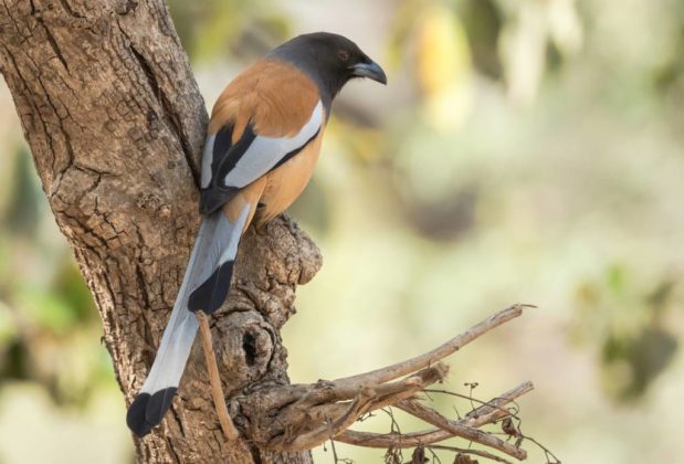 Hikezy A Rufous Treepie bird perched on a tree in Ranthambhore National Park, India