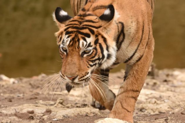 Hikezy A head-on image of female Bengal tiger walking across waterhole and looking for prey