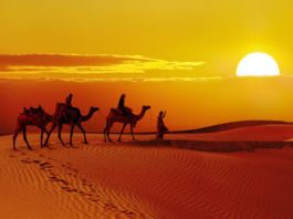 Beautiful sunset with camels silhouettes in dunes at desert, Jaisalmer, India