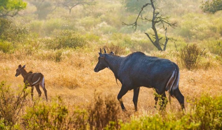 Hikezy Nilgai or blue bull is the largest Asian antelope and is endemic to the Indian subcontinent. The sole member of the genus Boselaphus