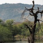 Hikezy Old dead tree in lake in Zone 7 at Ranthambore National Park