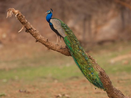 Hikezy Pefowl sitting on a branch in Ranthambhor National Park - India