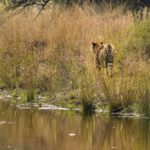 Hikezy-Photo-of-a-2-year-old-Tiger-cub-taken-at-Ranthambore-national-park