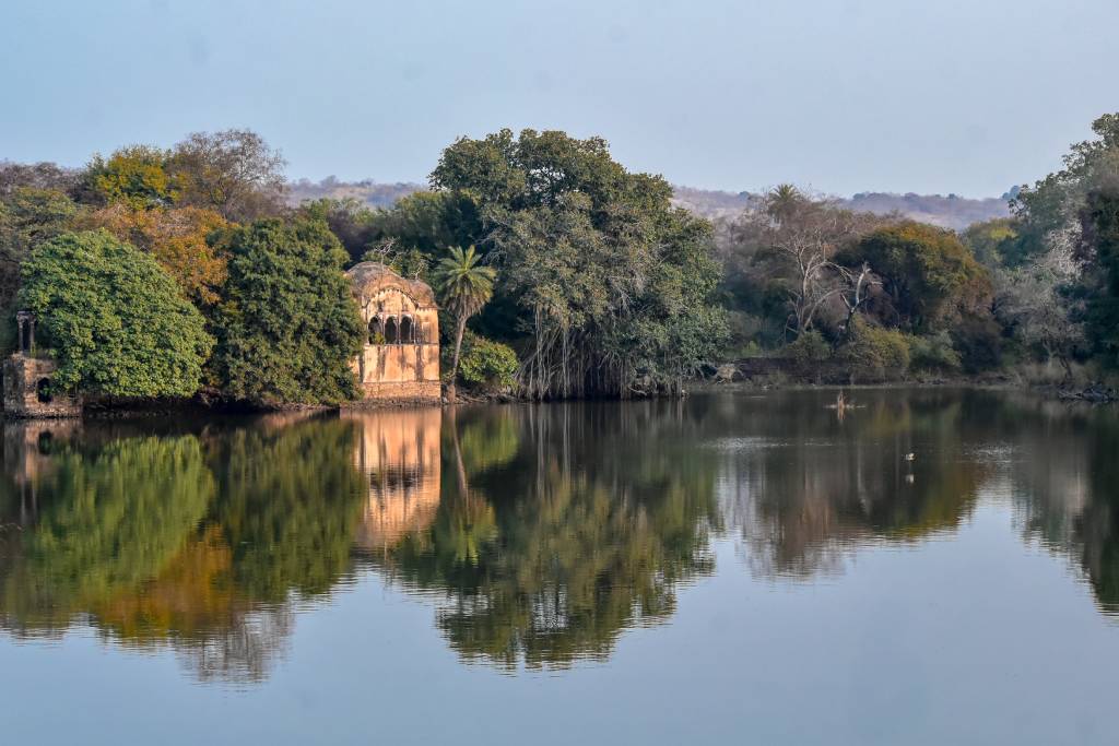 Hikezy Reflection in the stagnant lake of Ranthambore national park