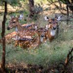 Hikezy-Spotted-Deer-in-forest-landscape-at-Ranthambore-National-Park,-Rajastahan