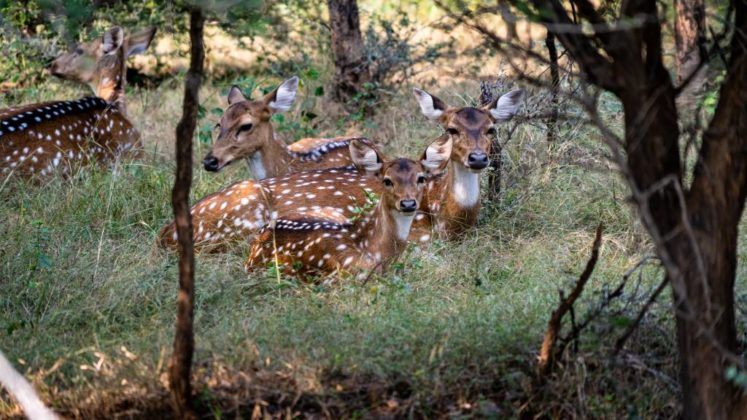 Hikezy Spotted Deer in forest landscape at Ranthambore National Park, Rajastahan