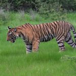 Hikezy-Tiger-cub-in-the-forest-of-Ranthambore