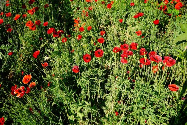 Hikezy - Blooming poppies with green stems. Rose Garden in Gulab Bagh park. Udaipur. Rajasthan. India.