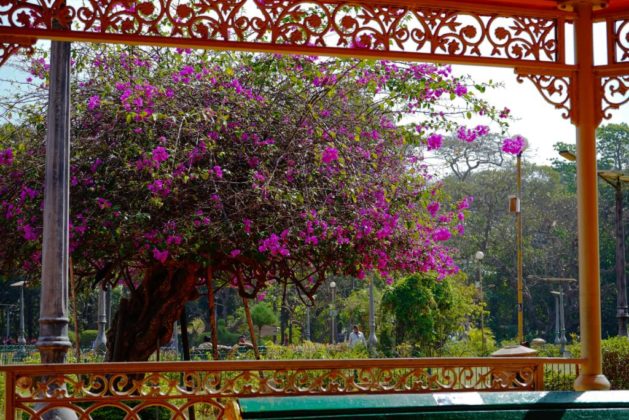Hikezy - Lagerstroemia tree blooming at Gulab Bagh park in Udaipur city, Rajasthan, India